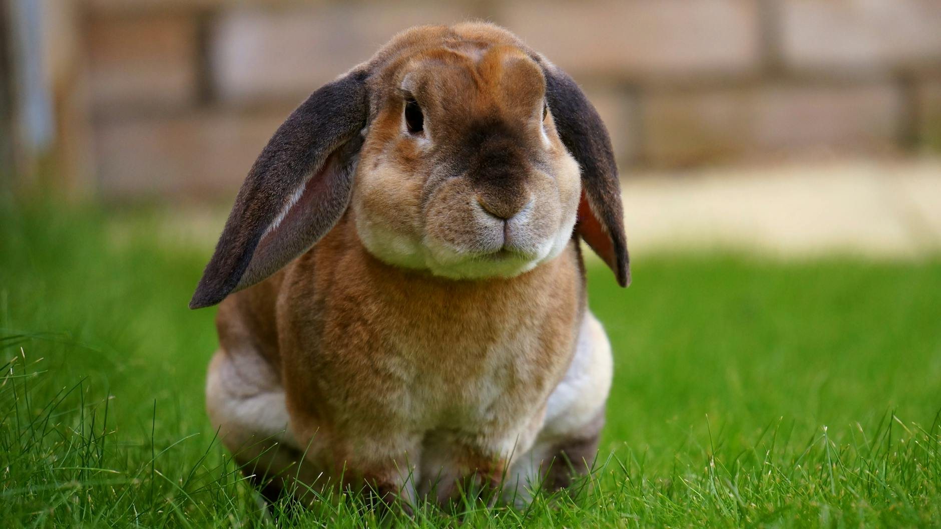 Professional rabbit habitat setup with comfortable living space